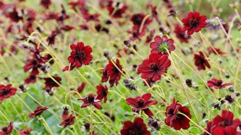 Boylecheloid Flower